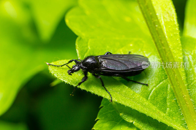 Bibio marci是Bibionidae科的一种苍蝇，被称为三月蝇和爱情虫。这种昆虫的幼虫生活在土壤和受损的植物根系中